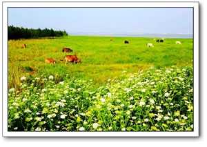 鄱阳湖诗意的草