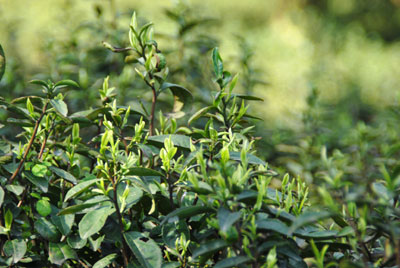 庐山云雾茶飘香