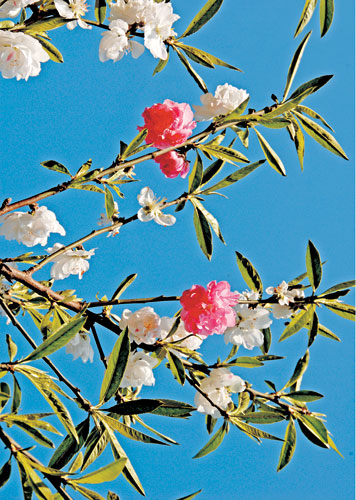 庐山桃花