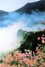 夏 如 滴