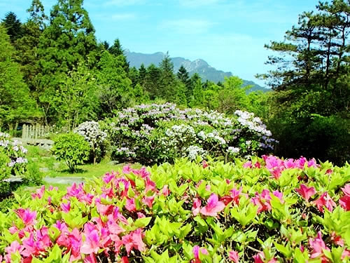 蝶恋花·云锦杜鹃