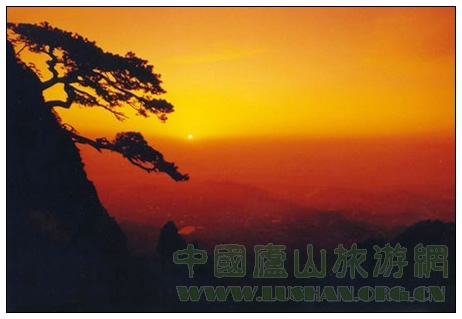 庐山迎客松