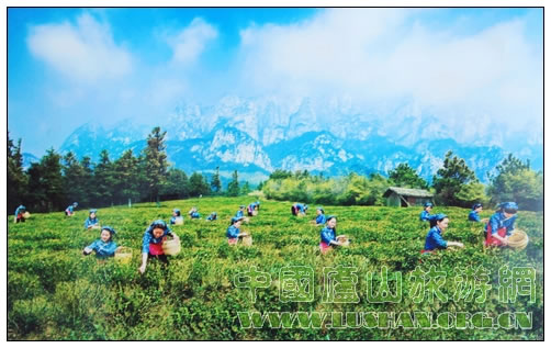五老峰下采茶忙 摄影:杨军