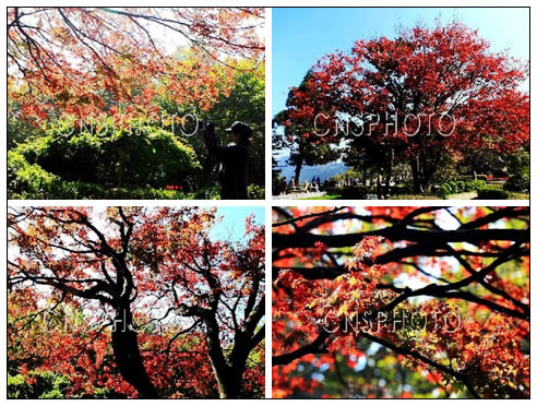 秋之庐山“枫叶红于二月花”