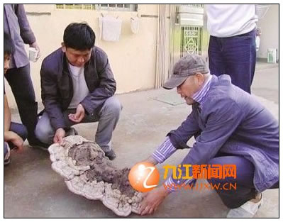 德安一药农在庐山山崖边采到野生大灵芝