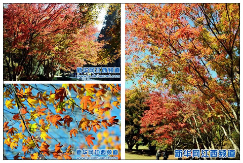 10月31日游客在庐山植物园内欣赏枫叶
