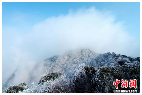庐山现壮观雨凇雾凇美景