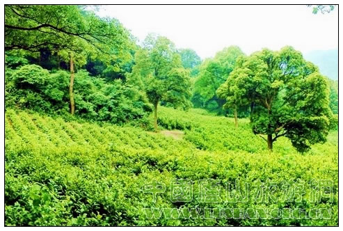 庐山云雾茶产区