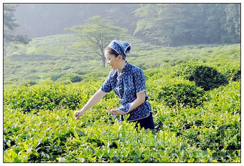 采摘庐山云雾茶