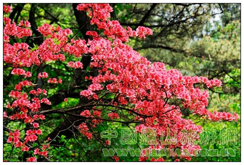 庐山杜鹃花
