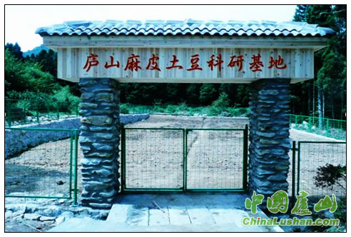 庐山经作站成立麻皮土豆科研基地 不断提高高山特色农产品品质