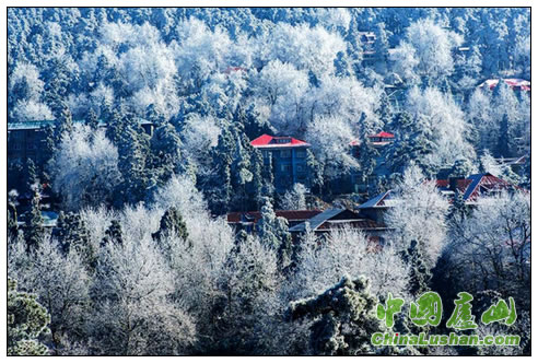 雪里红 唐志杰摄