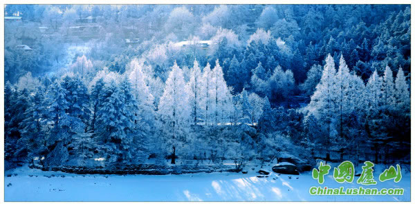 冰凌雪松 黄志斌摄