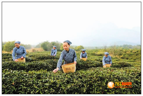 庐山云雾茶春茶飘香