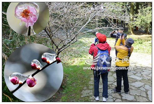 庐山:冰裹春梅似水晶