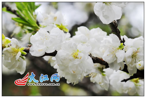 花径中的桃花怒放相迎