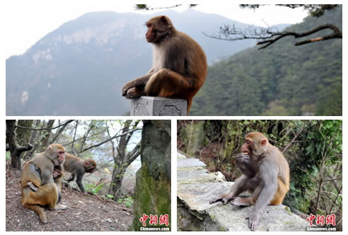 庐山野生猕猴成为景区内一道亮丽的风景线