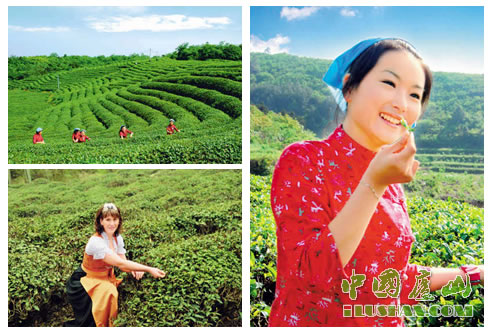 一盏清茗酬知音 寻访庐山云雾茶