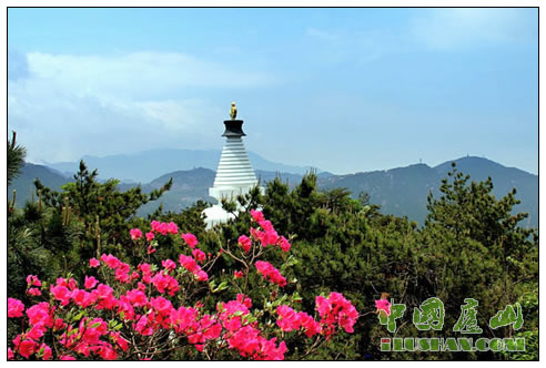 杜鹃花开诺那塔