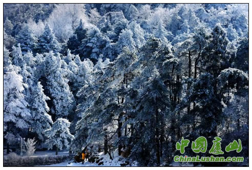 载雪披霜自峥嵘 金龙摄