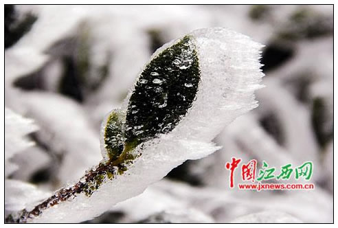 庐山恋雪