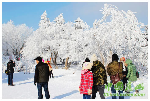 庐山出现美丽雪淞景观
