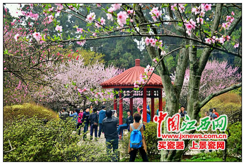 庐山桃花始盛开