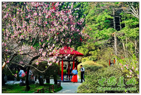 “人间四月芳菲尽,山寺桃花始盛开”庐山桃花争相绽放