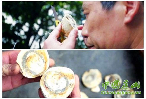 赣西北地质大队段高工正在对“怪石”进行鉴定