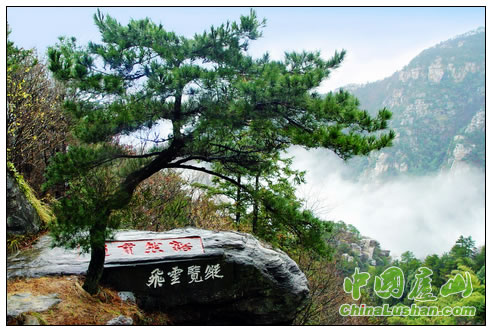 庐山仙人洞石松