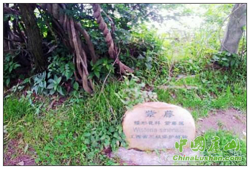 庐山为景区珍稀树木设立“身份证”
