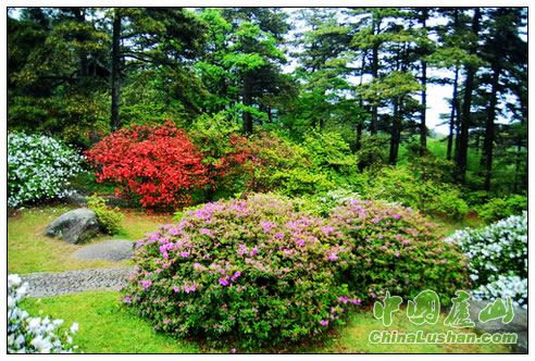 庐山五彩缤纷杜鹃花开喜迎游客