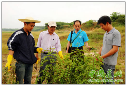 庐山植物园到鄱阳湖保护区进行野生植物调查