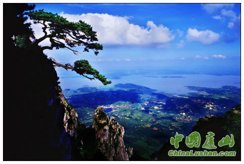 庐山迎客松 黄强摄