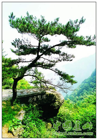 庐山劲松 李敏摄