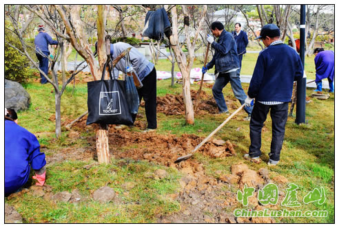 庐山冬季给园林树木施肥