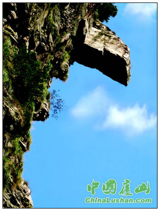 雄鹰护景 秦永言