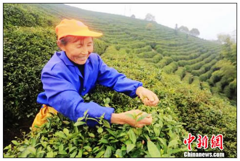 江西庐山云雾“明前茶”开采