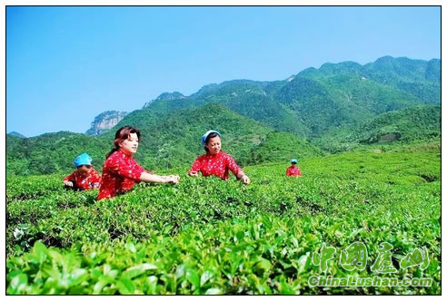 不仅能看还能喝的庐山的云雾