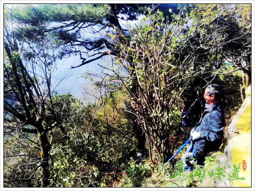 庐山含鄱口景区管理所优化美化庐山景区环境保护庐山森林资源