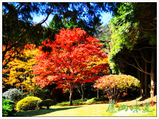 庐山景区:中国科学院庐山植物园第四届红叶节拉开帷幕