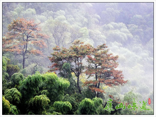 庐山气象局人工增雨助力庐山景区森林防火