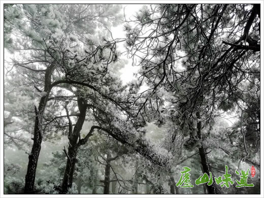 庐山天下悠:庐山雾凇凝翠匡山白