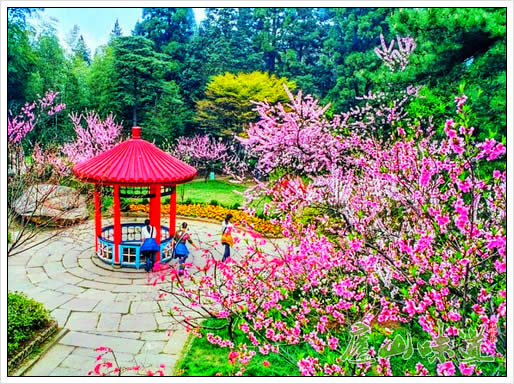 庐山花径春景