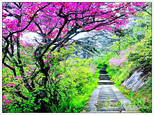 庐山春韵