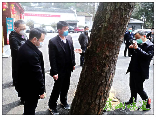 江西省林业局领导一行到庐山调研松材线虫病防控工作
