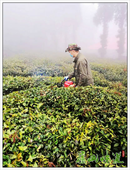庐山林场抓疫情防控和庐山云雾茶茶园管理两不误