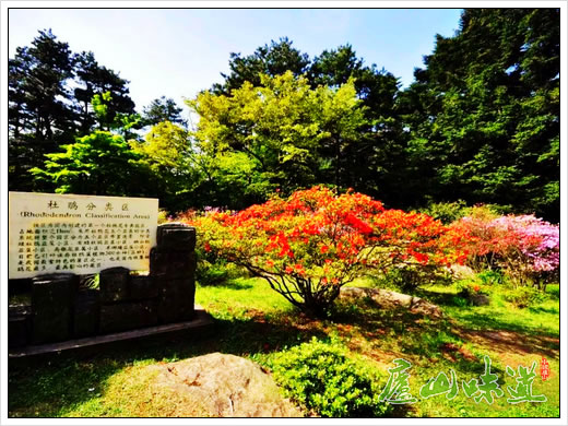 庐山植物园花事谍报——庐山杜鹃花