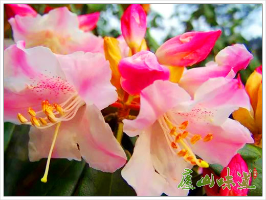 中科院庐山植物园“第四届杜鹃花节”拉开帷幕