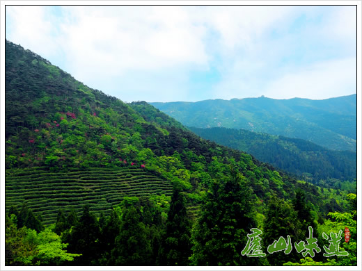 庐山云雾茶香飘满园 庐山高山云雾茶夏茶采摘忙